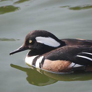 Hooded Merganser at Blackbrook 29/04/11