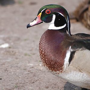 Carolina Wood Duck at Blackbrook 29/04/11