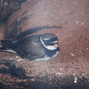 Common Ringed Plover at Blackbrook 29/04/11