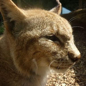 Eurasian Lynx