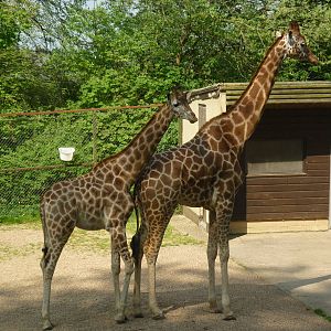 New Giraffes Mia and Josie