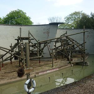 Orangutan enclosure right
