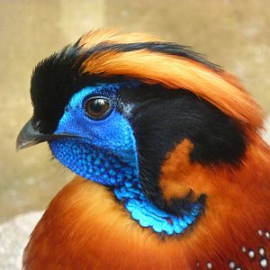 Temmincks Tragopan