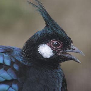 Palawan peacock pheasant