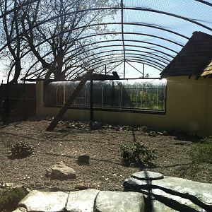 Snow Leopard Enclosure - 24th April 2011