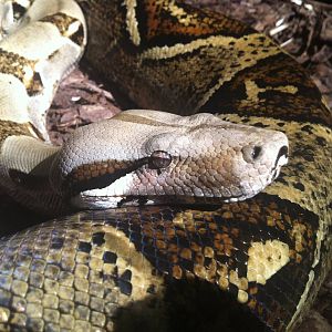 Boa Constrictor - 24th April 2011