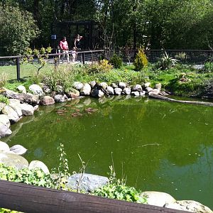 Duck Pond - 24th April 2011