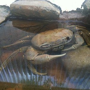 Rainbow Crab - 24th April 2011