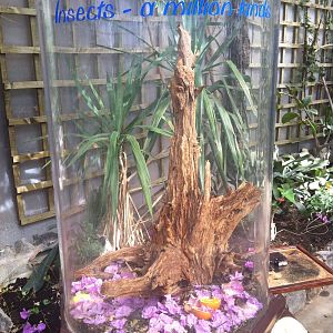 Insect Exhibit - 24th April 2011