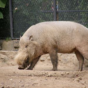 PHILLY PA ZOO 2008 033