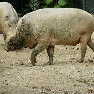 PHILLY PA ZOO 2008 042