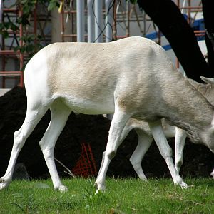 PHILLY PA ZOO 2008 055