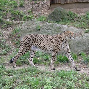 PHILLY PA ZOO 2008 058