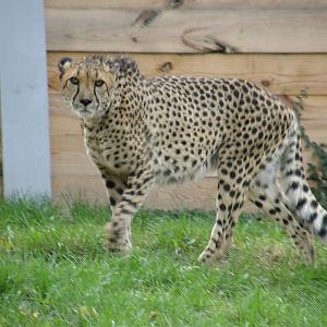 PHILLY PA ZOO 2008 060