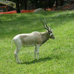 PHILLY PA ZOO 2008 084