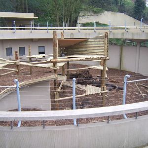 Inca the Asiatics Black Bear new home under construction