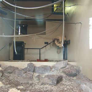 View of the indoor of the Orangs