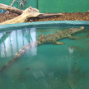 Crocodiles of the World