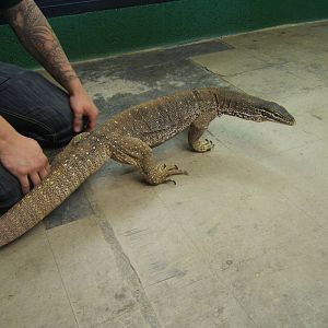 Crocodiles of the World