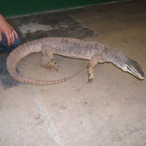 Crocodiles of the World