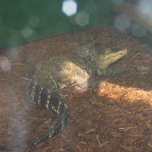 Crocodiles of the World