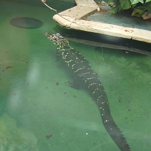 Crocodiles of the World