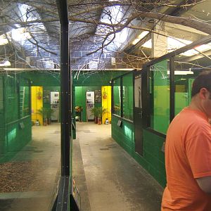 Crocodiles of the World