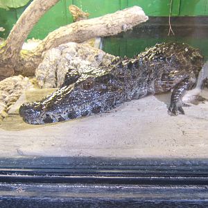 Crocodiles of the World