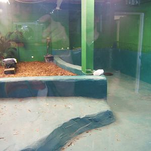 Crocodiles of the World