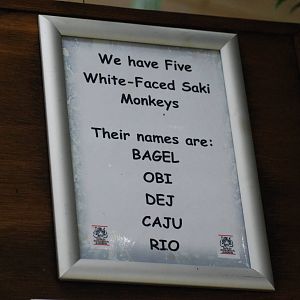 White faced saki monkey name list in monkey tails