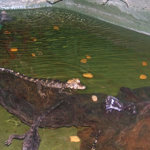 Crocodiles of the World