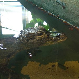 Crocodiles of the World