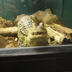 Crocodiles of the World