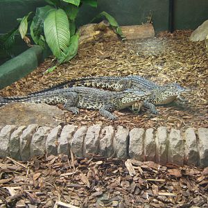 Crocodiles of the World