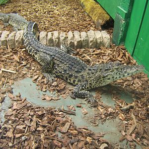 Crocodiles of the World