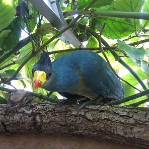 Great Blue Turaco