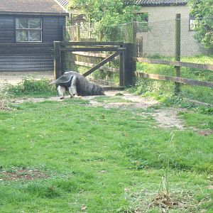 Giant Anteater