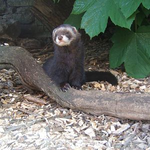 European Polecat