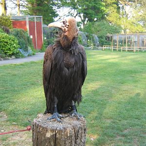 Young Hooded Vulture.