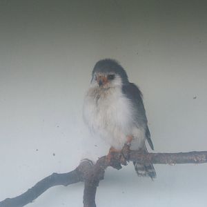 Pygmy Falcon