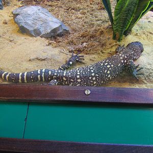 Beaded Lizard