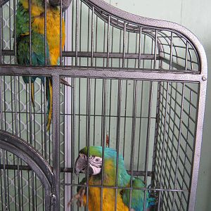 hybrid macaws, Parrot Ranch