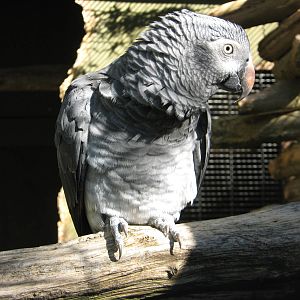 Timneh grey parrot (Psittacus erithacus timneh), Parrot Ranch