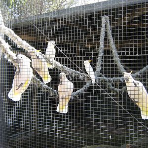 cockatoos, Parrot Ranch
