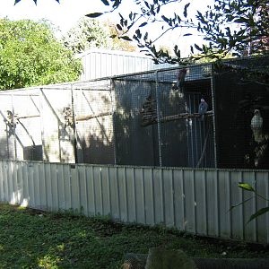 cockatoo aviaries, Parrot Ranch