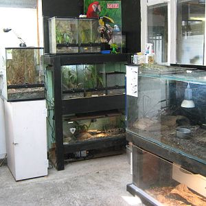 reptile room, Parrot Ranch
