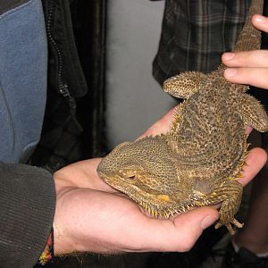 bearded dragon, Parrot Ranch