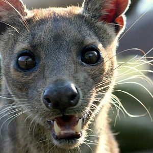 Fossa; RSCC Sandwich; 30th April 2011