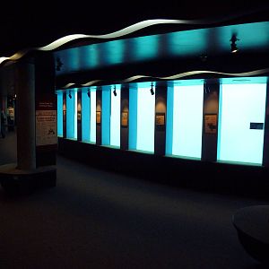 Pacific White-Sided Dolphin Exhibit - Underwater Viewing