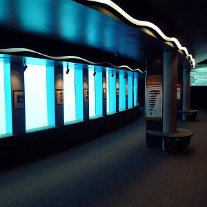 Pacific White-Sided Dolphin Exhibit - Underwater Viewing